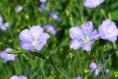 Flax flowers