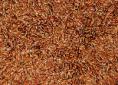 Flax seed