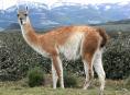 Guanaco - a wild south American camelid | Wild Fibres natural fibres