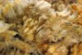 Unwashed fleece of Ryeland sheep - © Mike Roberts