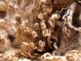 Wool from sheep