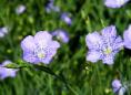 Natural fibre plants - flax growing & processing | Wild Fibres natural fibres