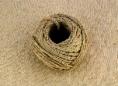 Natural fibre plants - hemp & nettle | Wild Fibres natural fibres