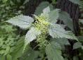 natural-fibre-plants-nettle-01