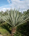 Sisal - the source of the plant natural fibre