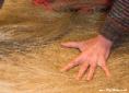 Fanning the flax for the distaff | Natural Fibres