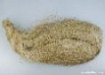 Buy flax stricks here | Natural Fibres