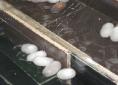 Mulberry silk filaments being reeled from cocoons | Wild Fibres natural fibres \ Photo Kwz