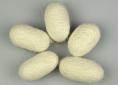 Mulberry silk cocoons | Wild Fibres natural fibres