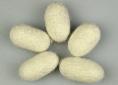 Buy silk cocoons & silk fibre here | Wild Fibres natural fibres