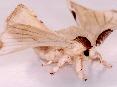 Mulberry silkmoth adults | Wild Fibres natural fibres
