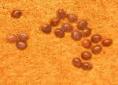 Older fertile Mulberry silkworm eggs | Wild Fibres natural fibres