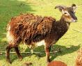 Soay sheep - © Mike Roberts
