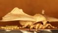 Female silk moth with eggs 